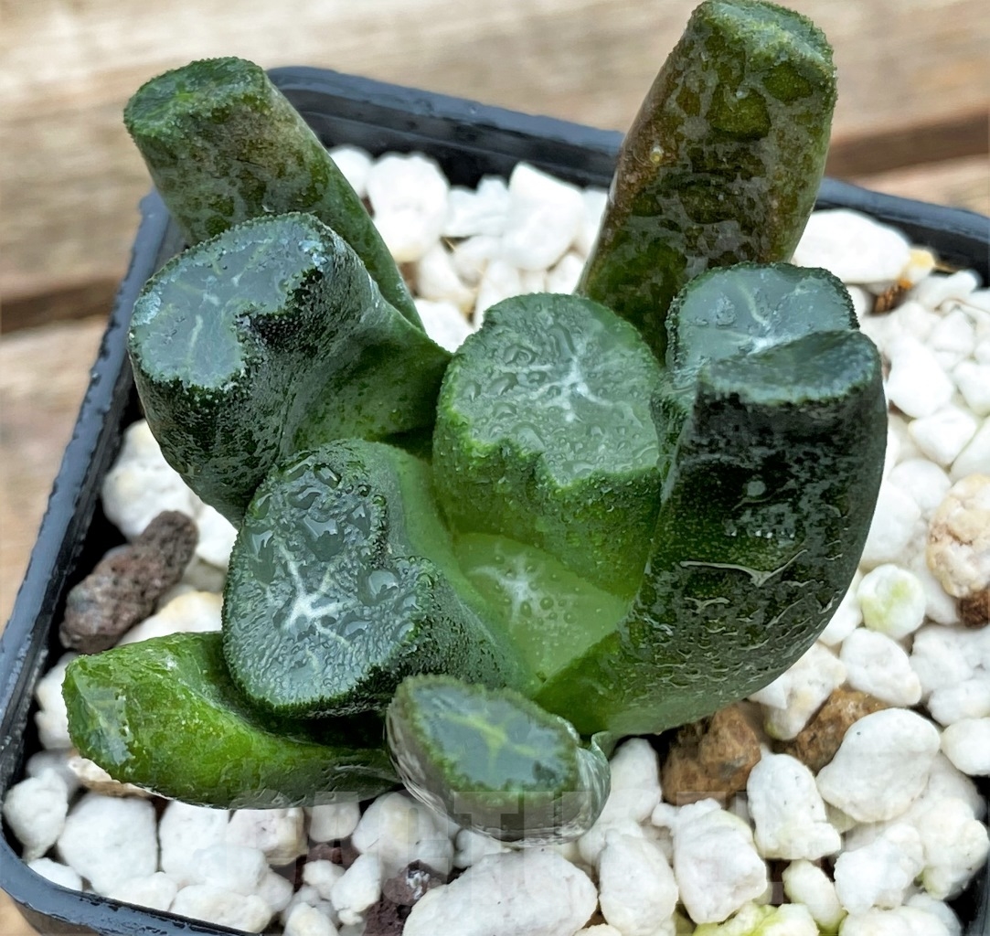 SHPR13003 Haworthia maughanii Japan selection