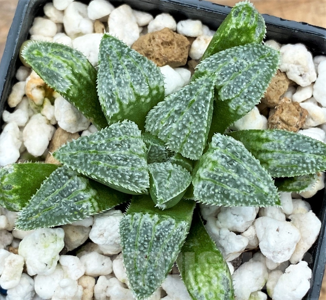 SHPR13004 Haworthia 'Ginsekai' hybrid - Image 2