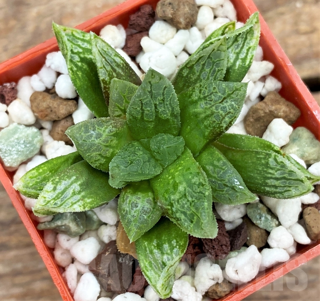 SHPR13006 Haworthia hybrid - Image 2