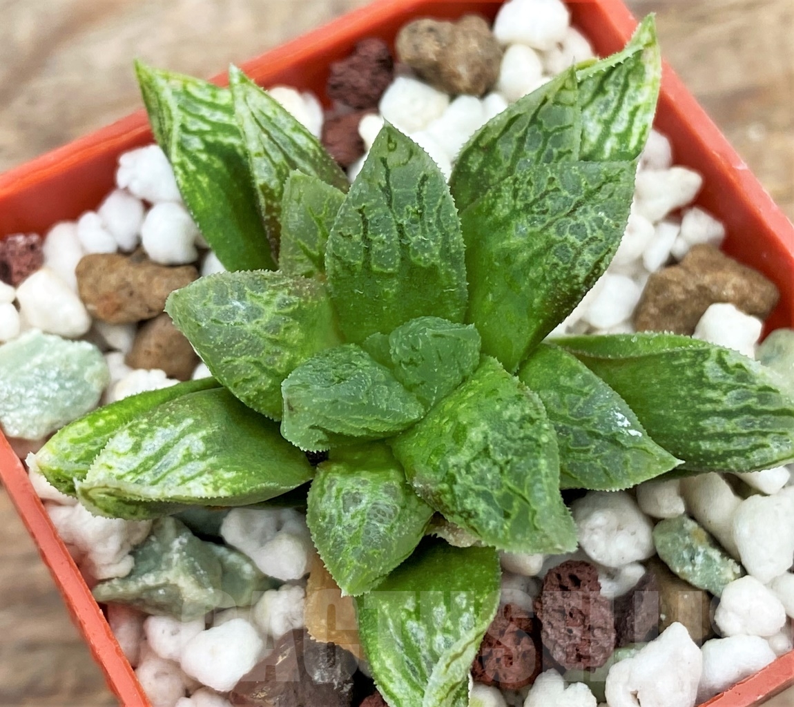SHPR13006 Haworthia hybrid