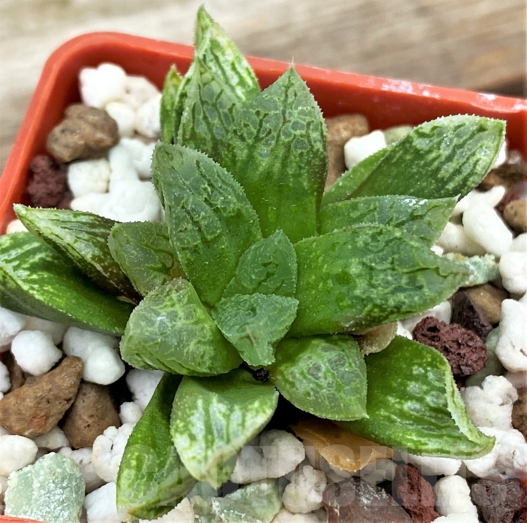 SHPR13006 Haworthia hybrid - Image 3