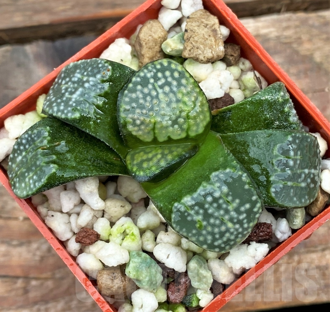 SHPR13008 Haworthia groenewaldii - Image 2