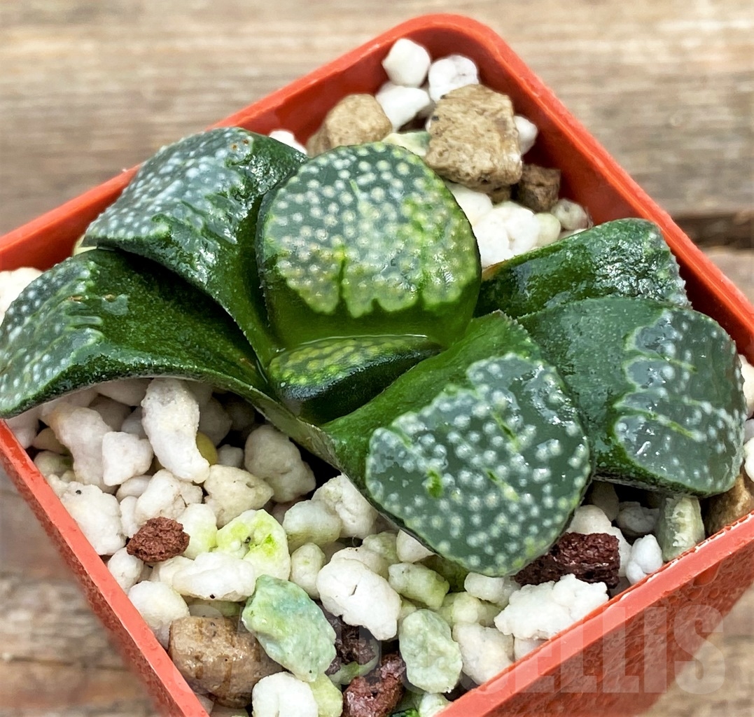 SHPR13008 Haworthia groenewaldii