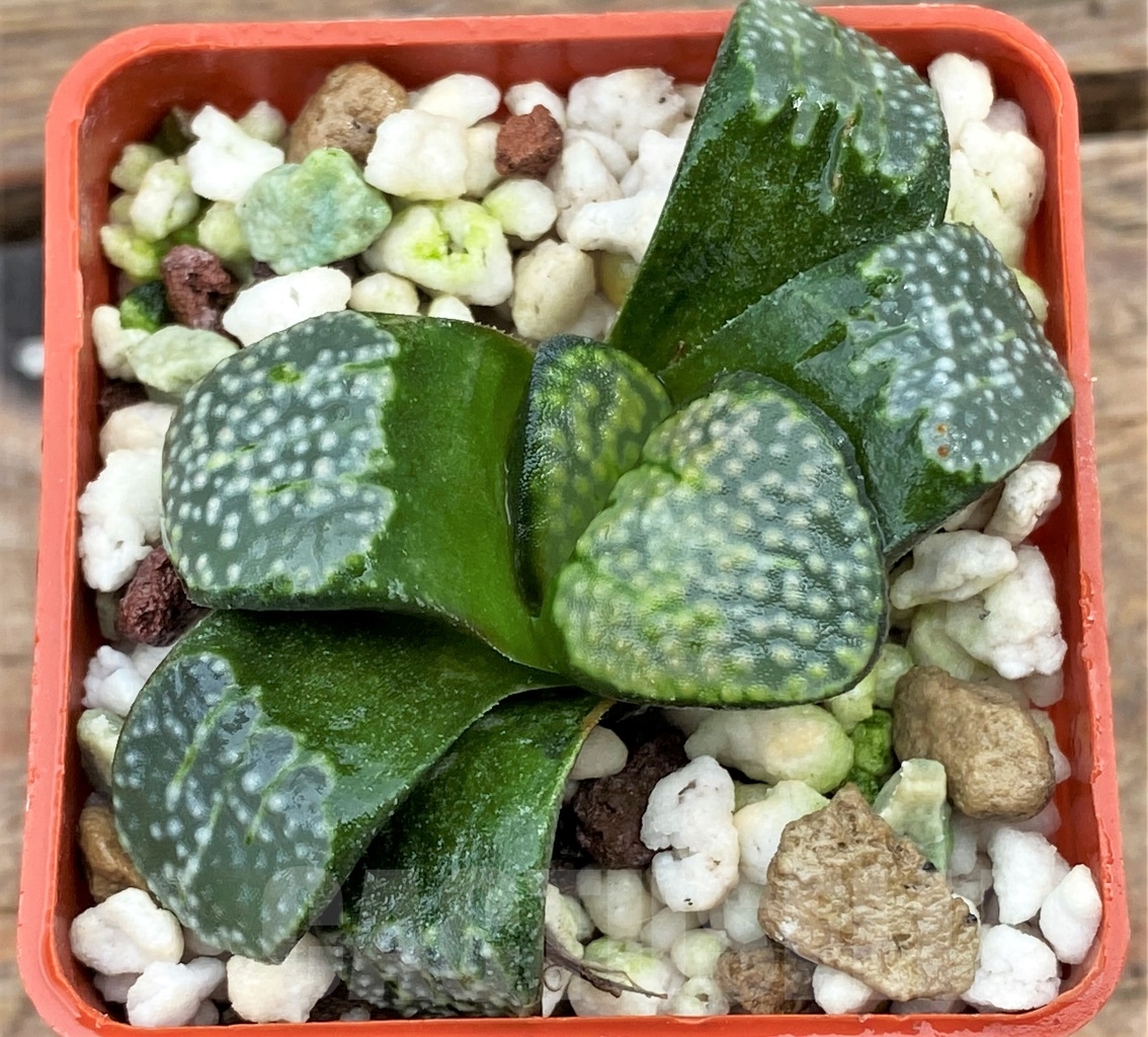 SHPR13008 Haworthia groenewaldii - Image 3