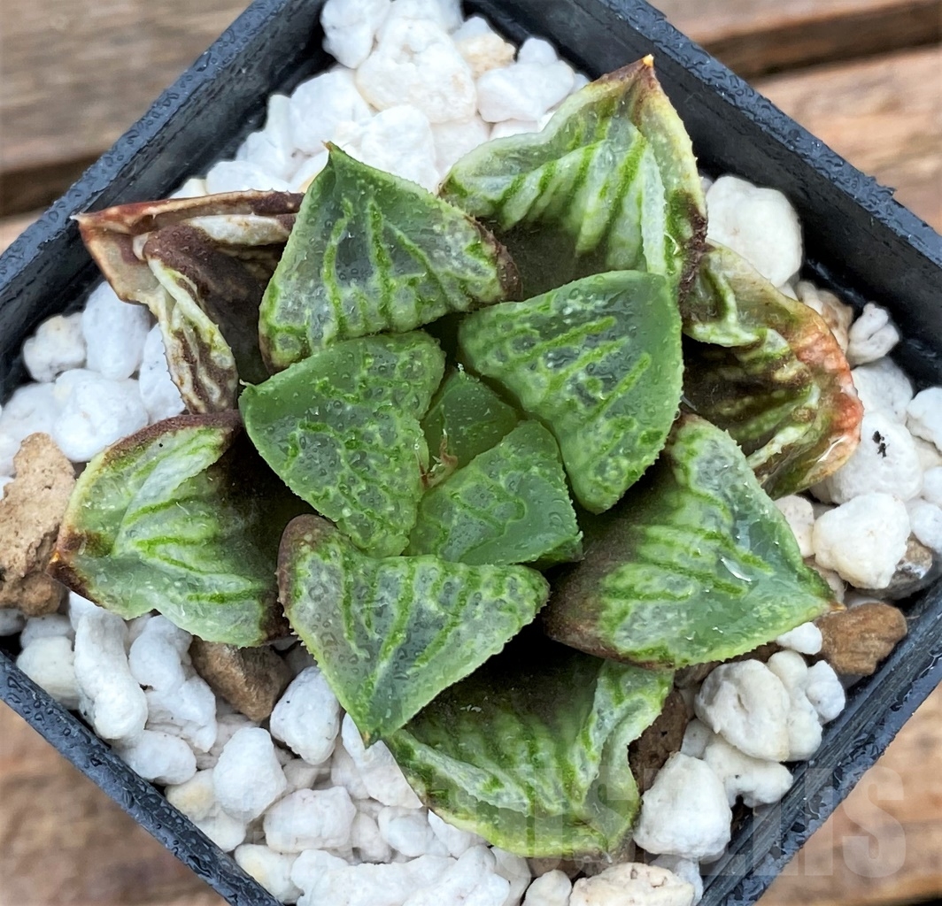 SHPR13009 Haworthia ‘Kamen Butokai’ - Image 2