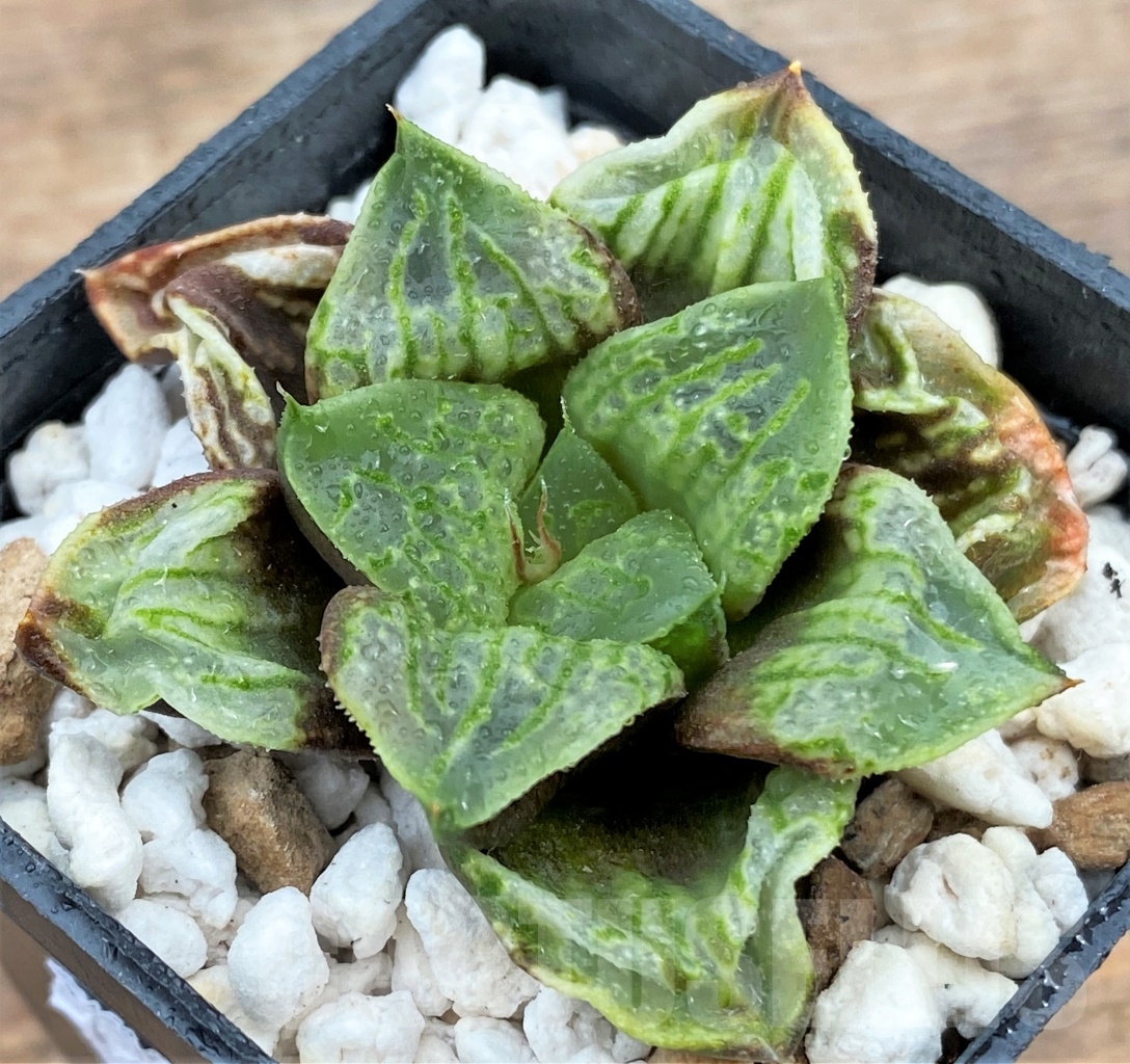 SHPR13009 Haworthia ‘Kamen Butokai’ - Image 3
