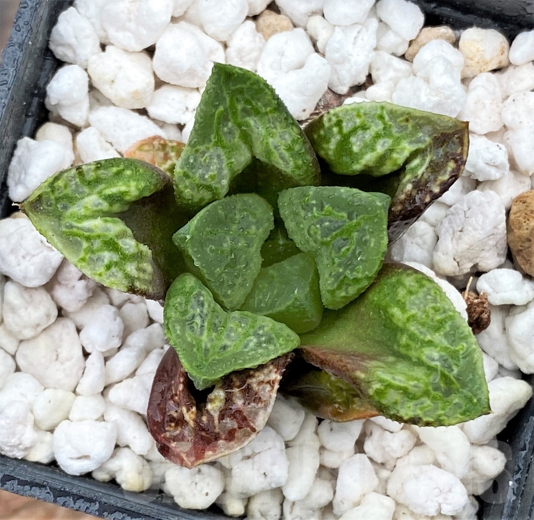 SHPR13010 Haworthia ‘Kamen Butokai’ - immagine 2