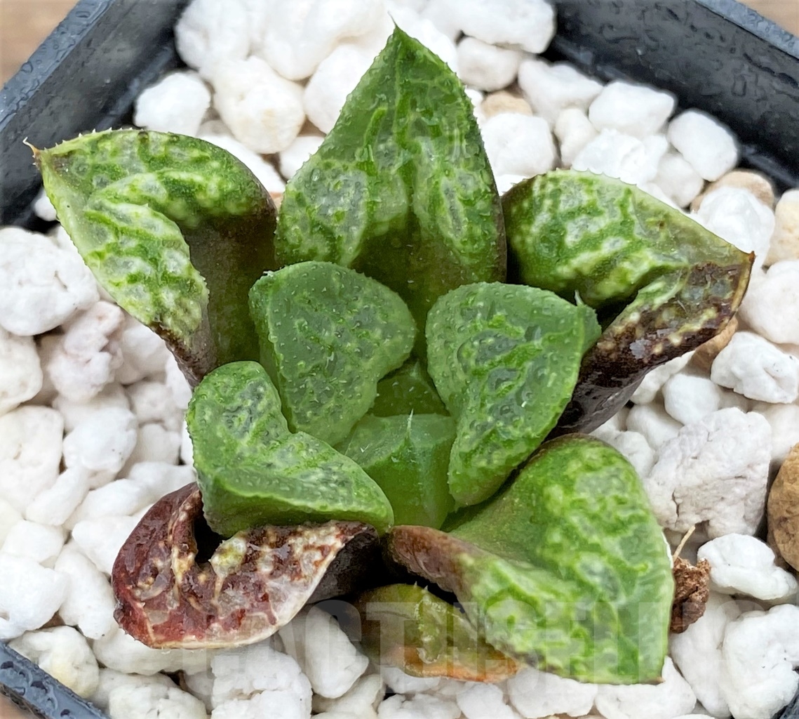 SHPR13010 Haworthia ‘Kamen Butokai’ - immagine 3