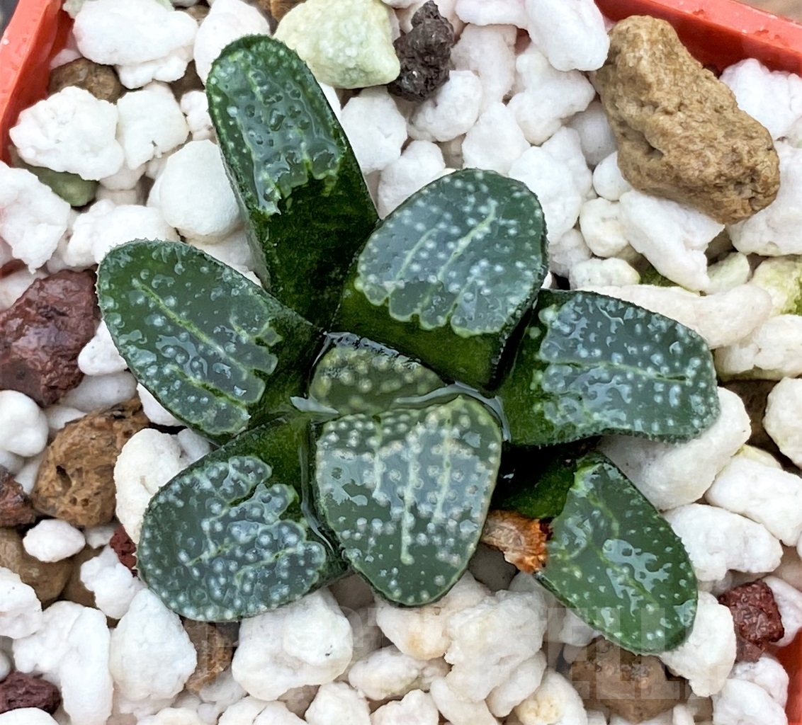 SHPR13011 Haworthia groenewaldii