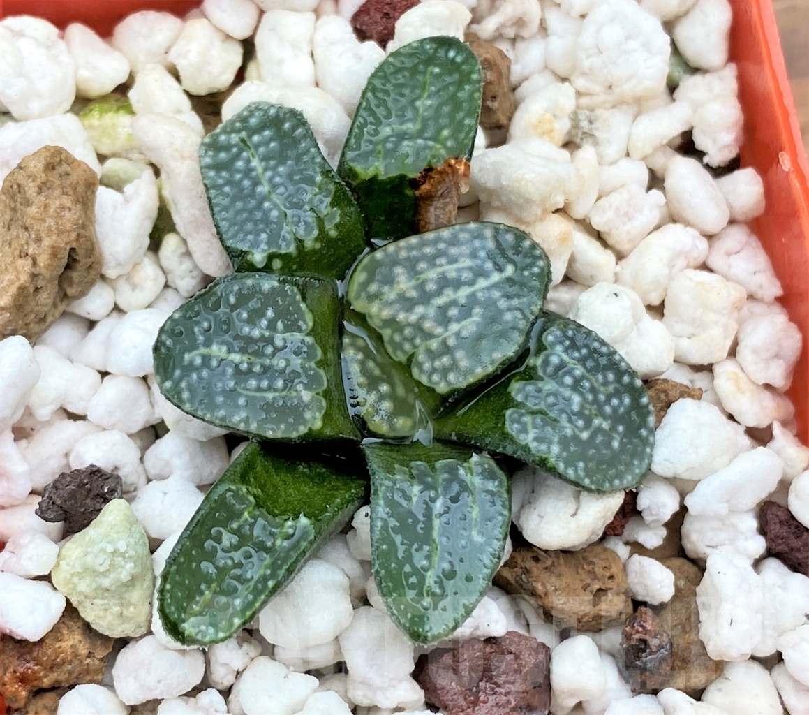 SHPR13011 Haworthia groenewaldii - immagine 2