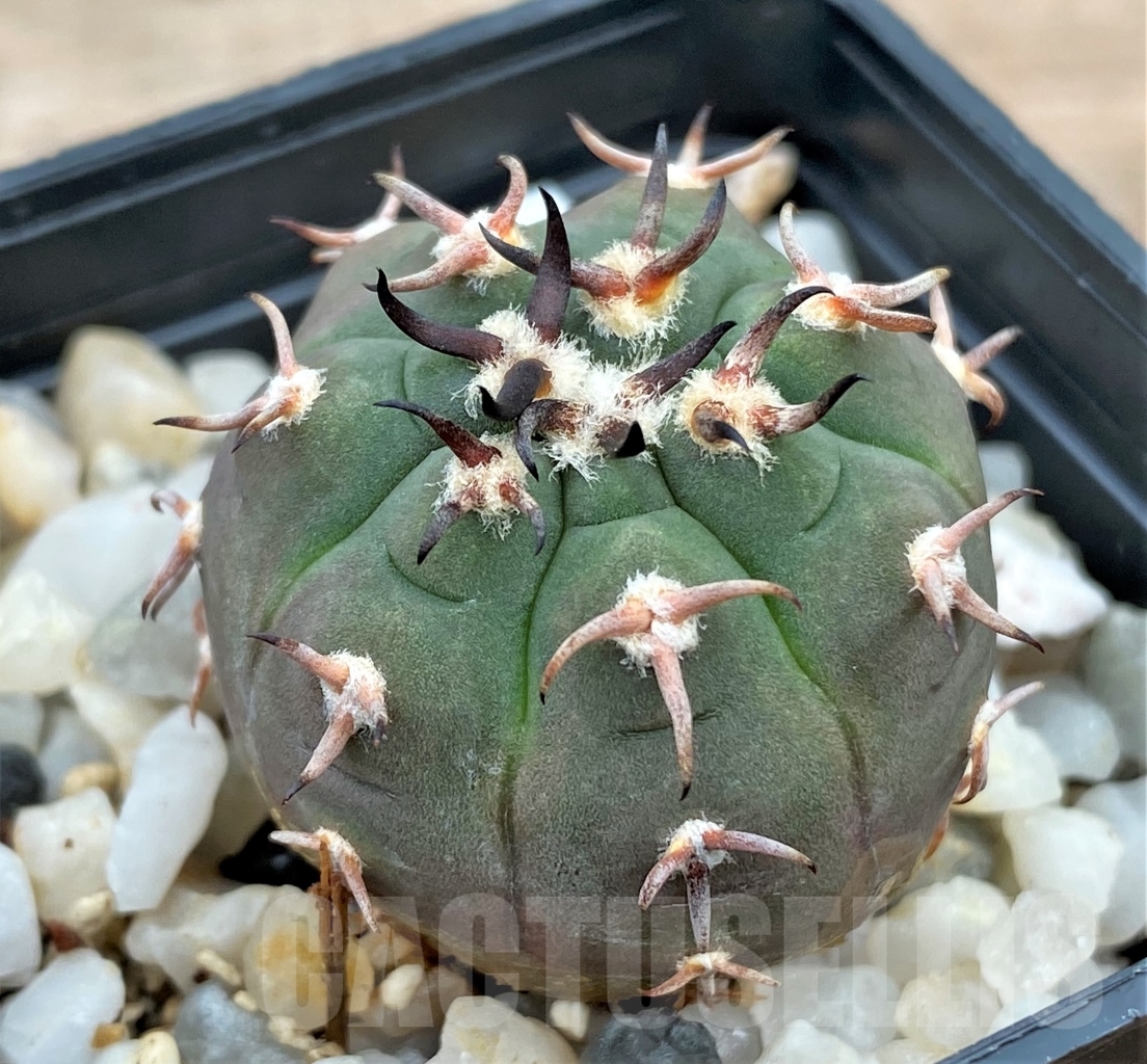 SHPR13014 Gymnocalycium spegazzinii v. unguispinum – Image 2