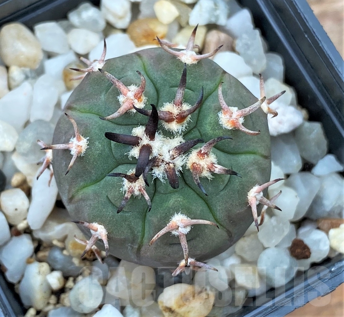 SHPR13014 Gymnocalycium spegazzinii v. unguispinum