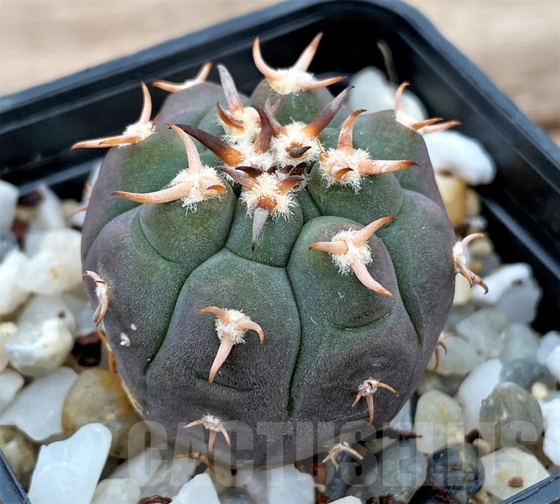 SHPR13015 Gymnocalycium spegazzinii v. unguispinum