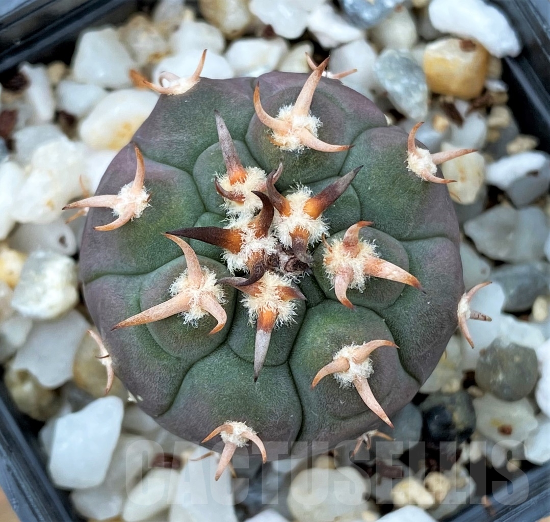 SHPR13015 Gymnocalycium spegazzinii v. unguispinum – Image 2