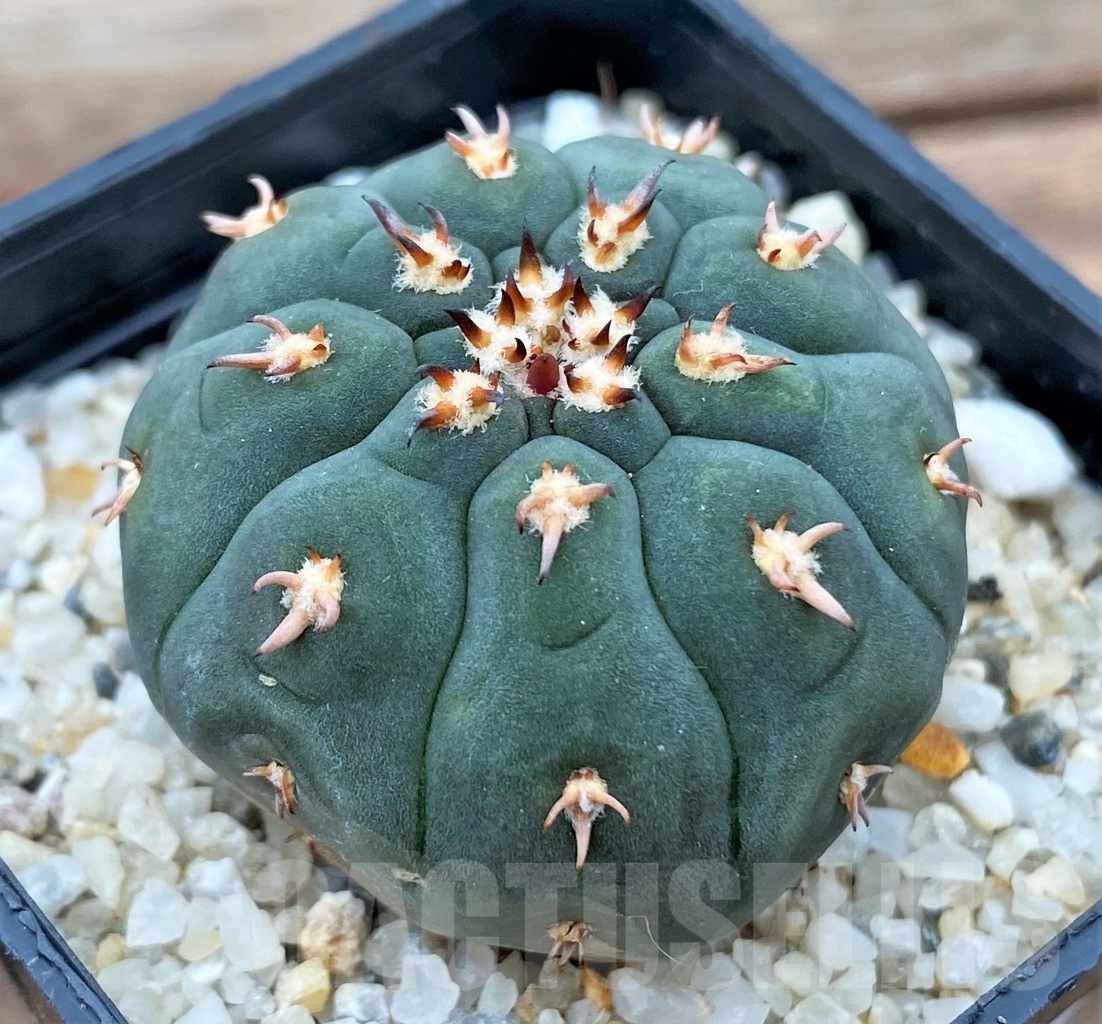 SHPR13016 Gymnocalycium spegazzinii v. unguispinum - Obrázek 2