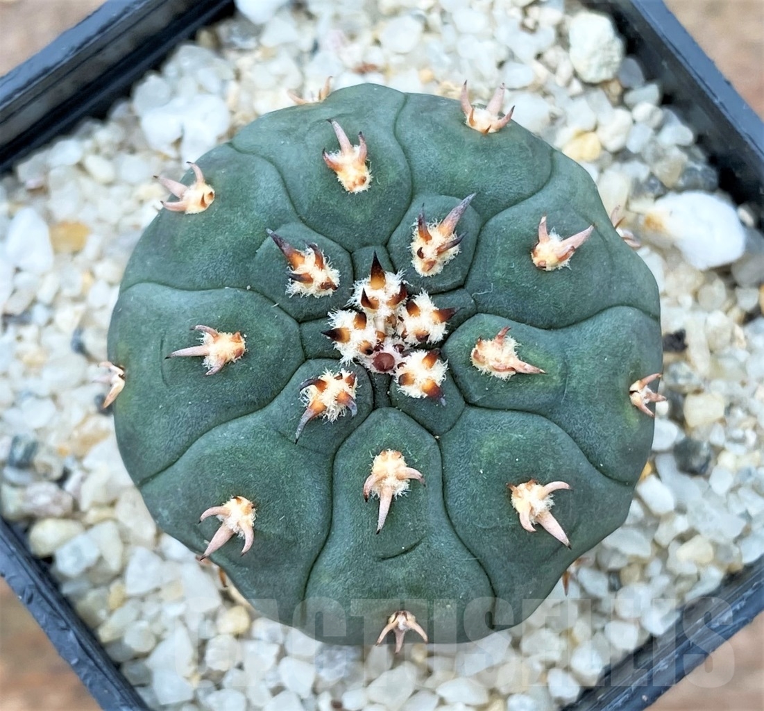 SHPR13016 Gymnocalycium spegazzinii v. unguispinum