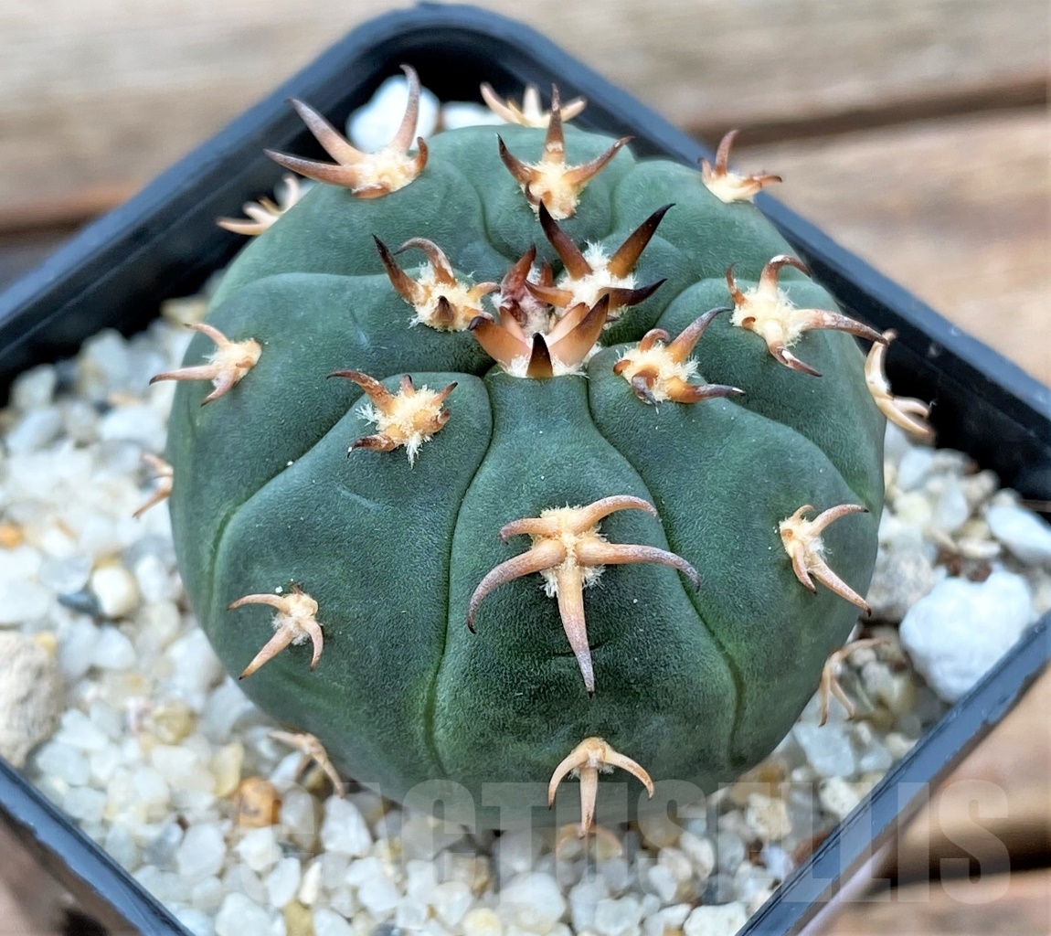 SHPR13017 Gymnocalycium spegazzinii v. unguispinum