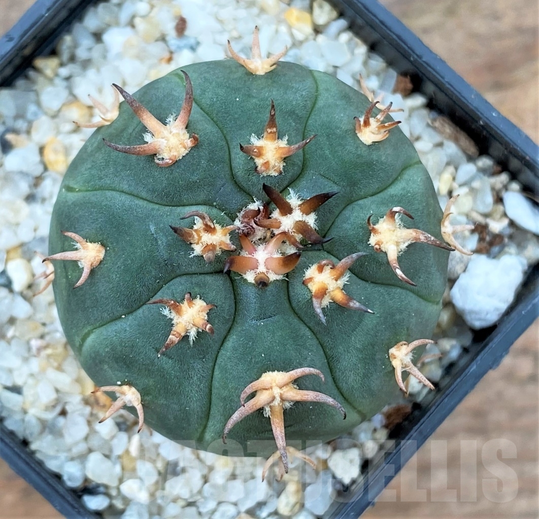 SHPR13017 Gymnocalycium spegazzinii v. unguispinum - Image 2