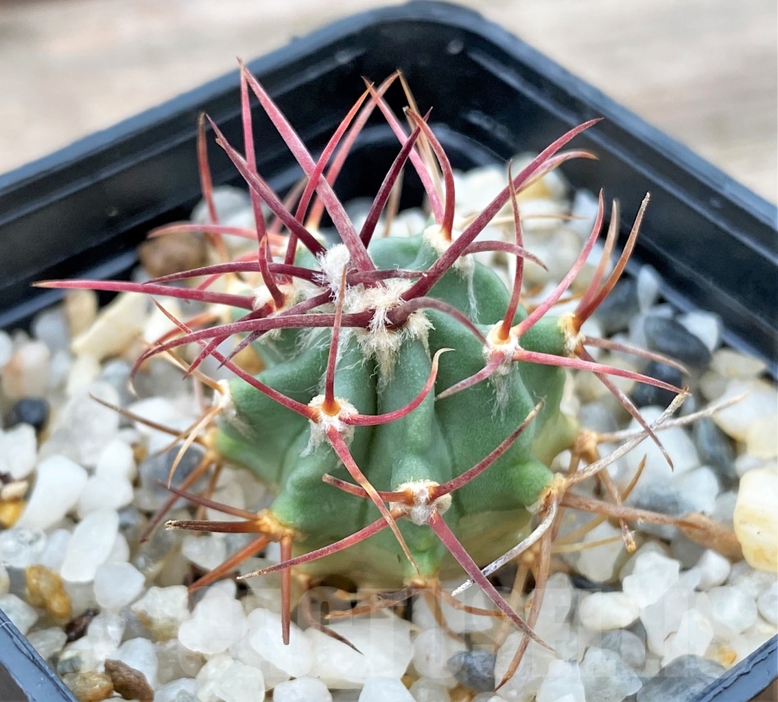 SHPR13018 Echinocactus parryi SB 59
