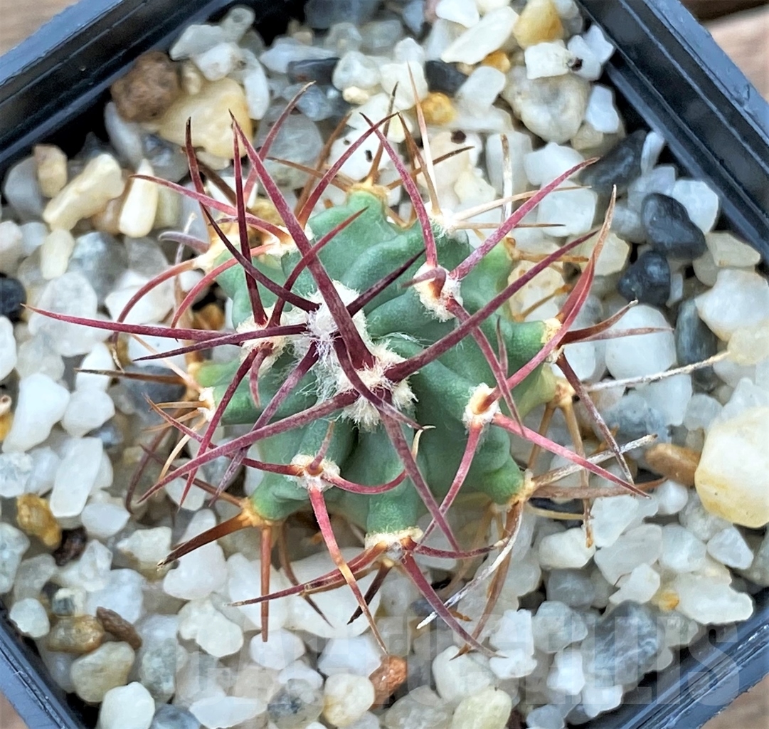 SHPR13018 Echinocactus parryi SB 59 - Image 2