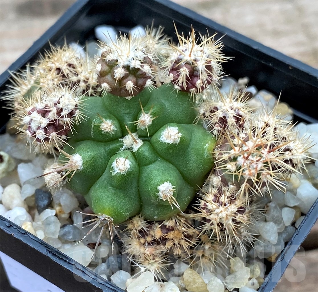 SHPR13021 Gymnocalycium achirasense v. kainradliae LB 480