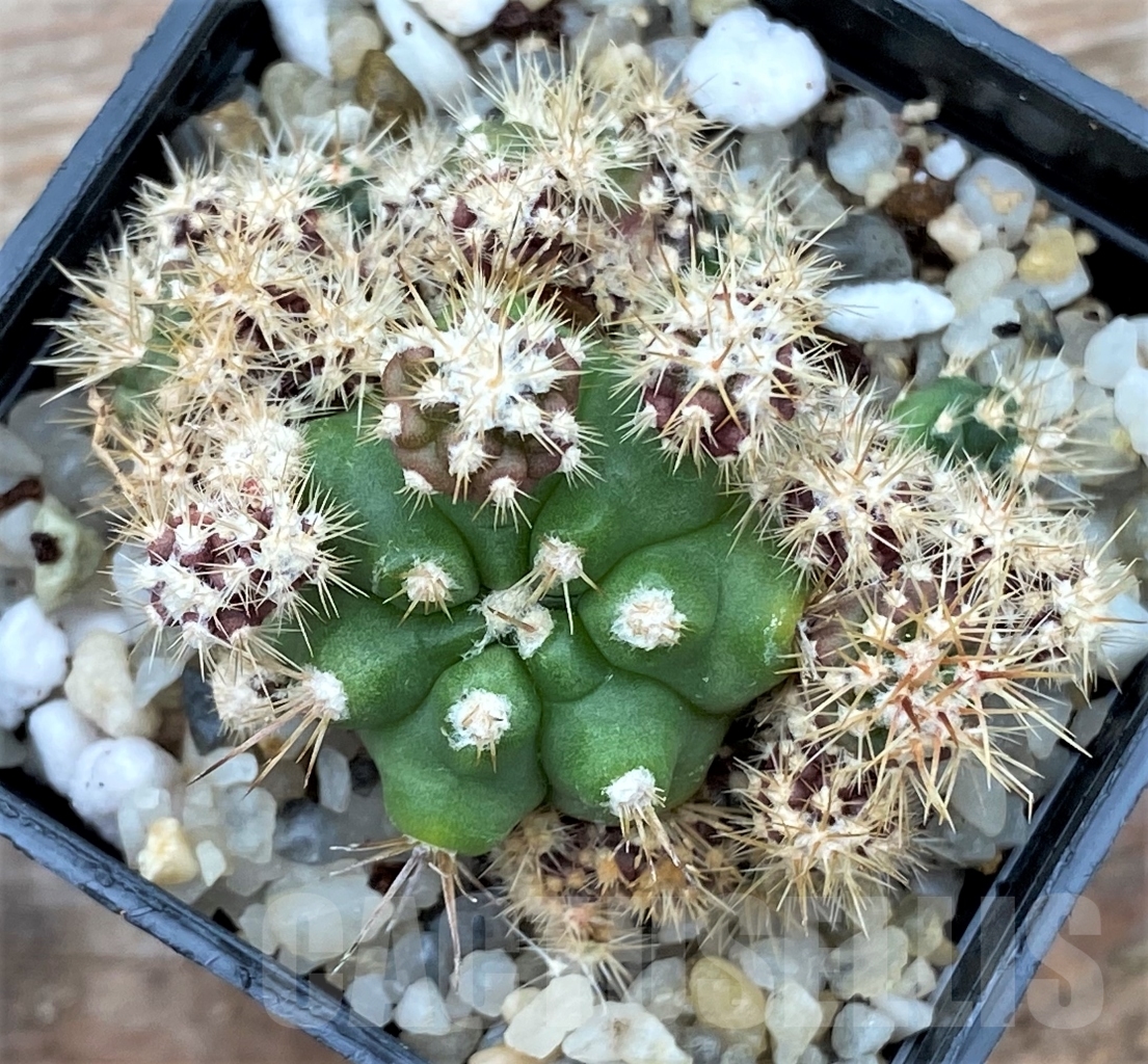 SHPR13021 Gymnocalycium achirasense v. kainradliae LB 480 - Image 2