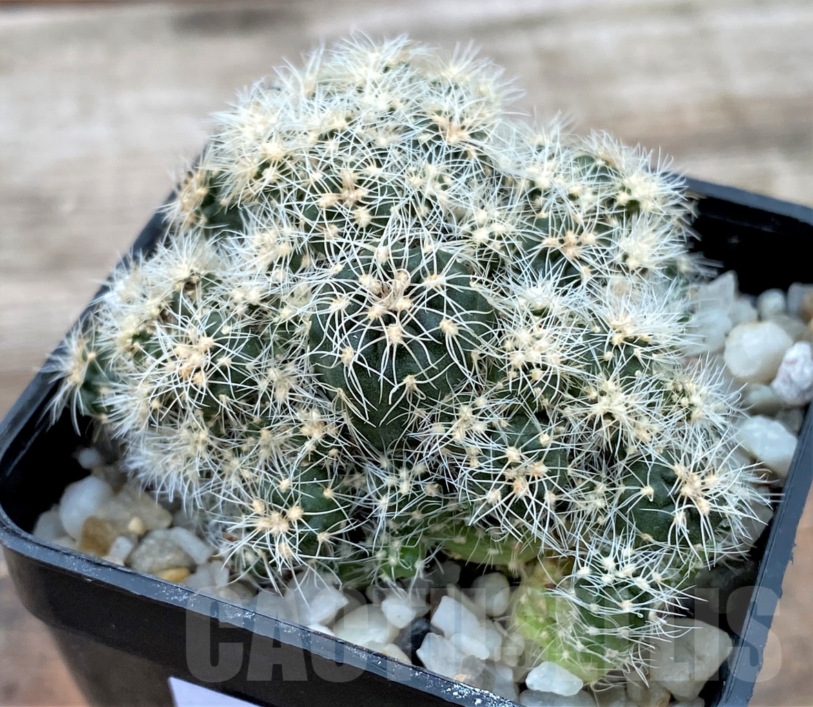 SHPR13029 Gymnocalycium bruchii WP76-100 Villa Carmen