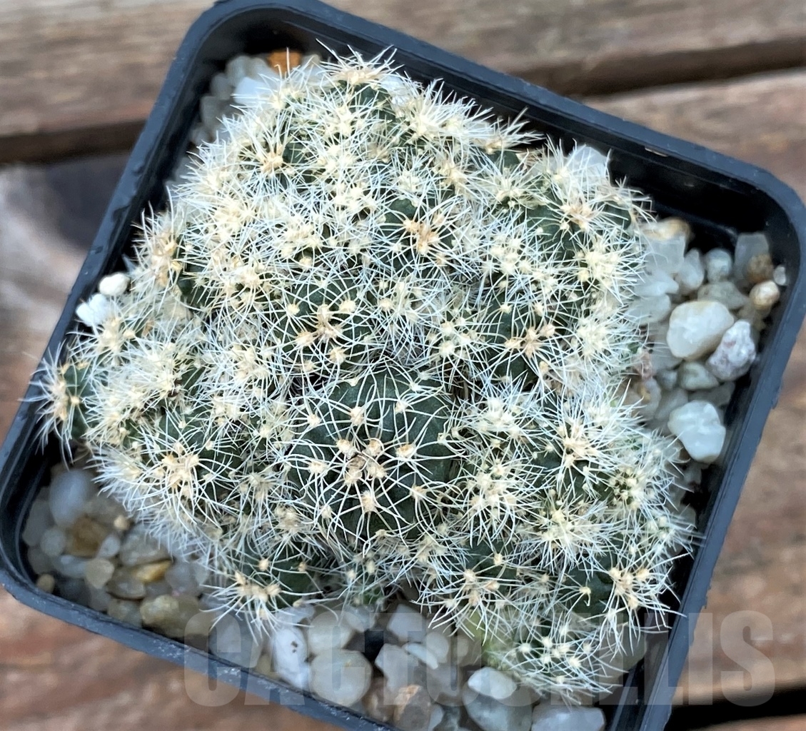 SHPR13029 Gymnocalycium bruchii WP76-100 Villa Carmen – Image 2
