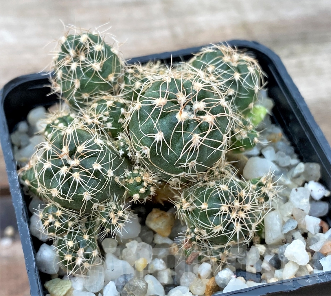 SHPR13030 Gymnocalycium bruchii WP76-100 Villa Carmen - Зображення 2