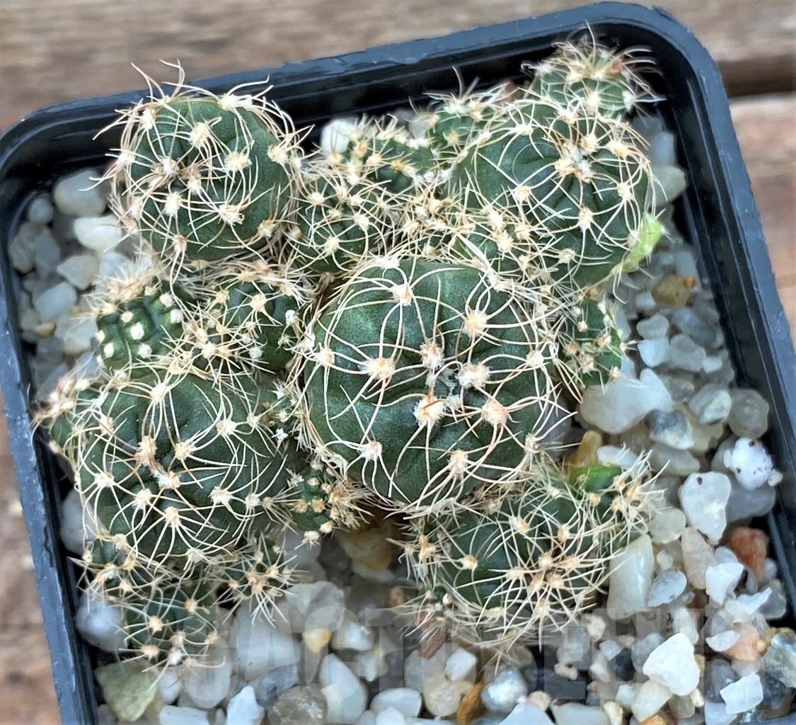 SHPR13030 Gymnocalycium bruchii WP76-100 Villa Carmen