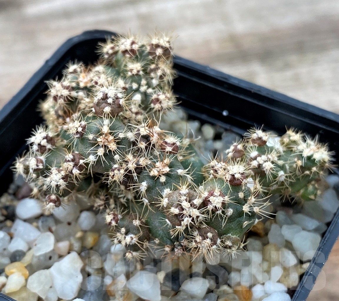 SHPR13031 Gymnocalycium bruchii WP76-100 Villa Carmen