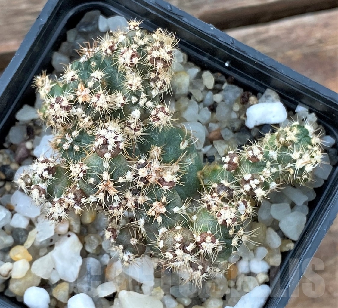 SHPR13031 Gymnocalycium bruchii WP76-100 Villa Carmen - Obrázek 2