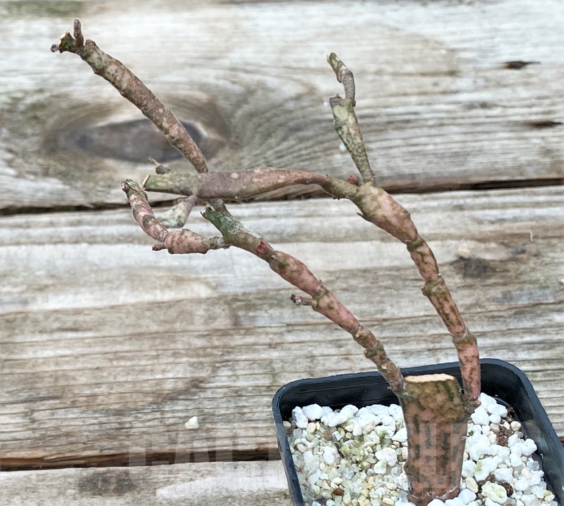 SHPR13033 Euphorbia platyclada – Image 2