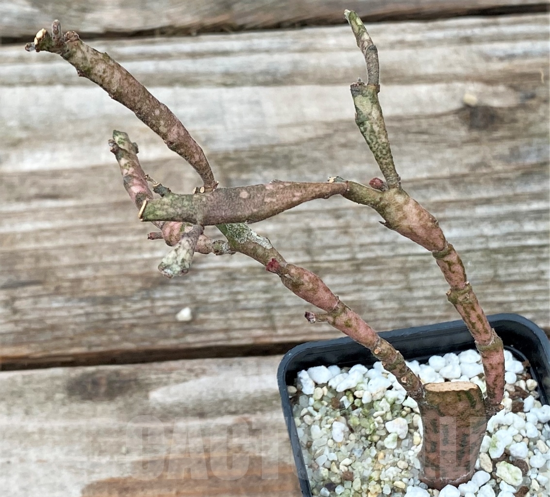 SHPR13033 Euphorbia platyclada