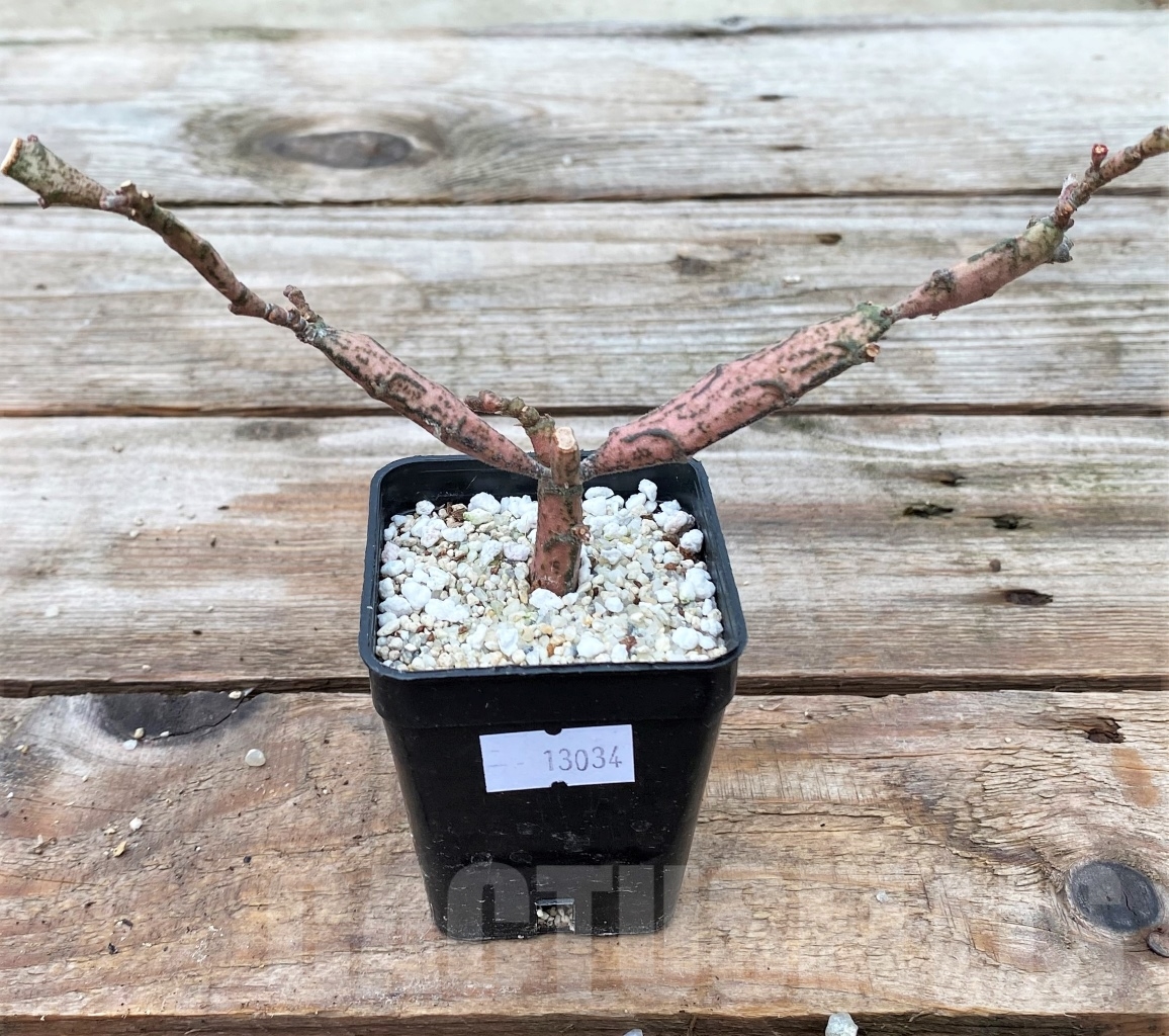 SHPR13034 Euphorbia platyclada