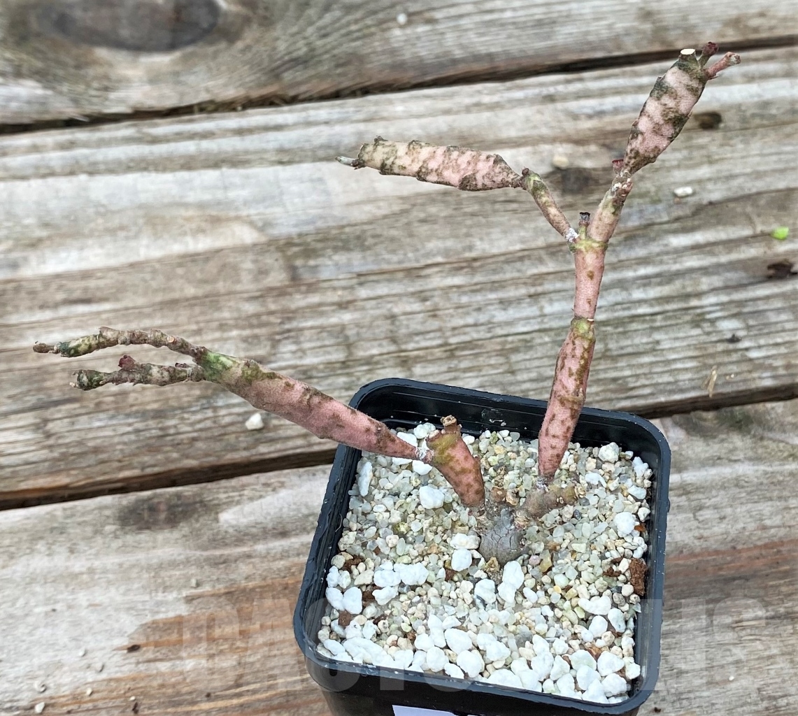 SHPR13035 Euphorbia platyclada