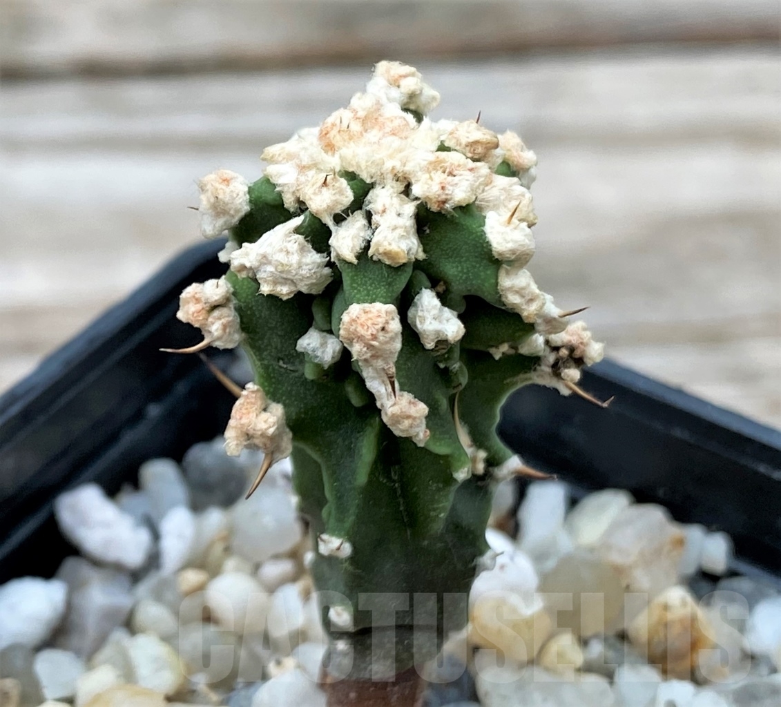 SHPR13037 Astrophytum ornatum 'Dinosaur' - Image 2