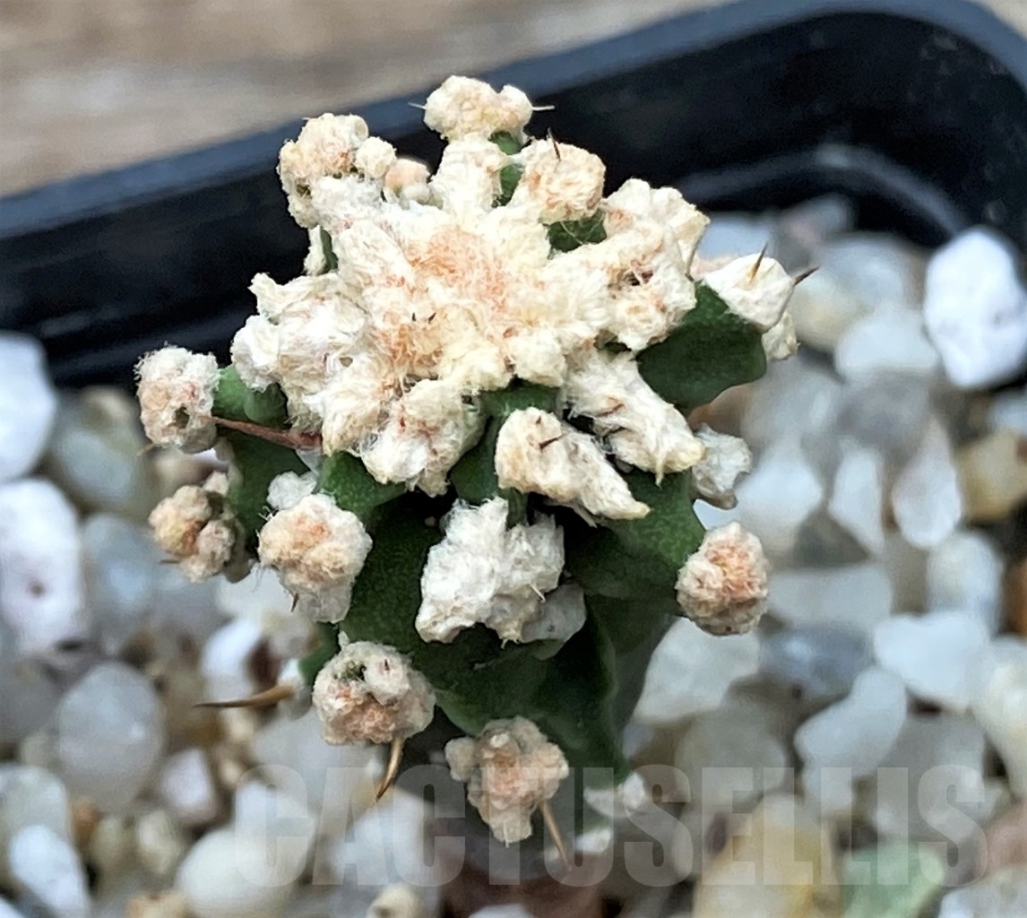 SHPR13037 Astrophytum ornatum 'Dinosaur'