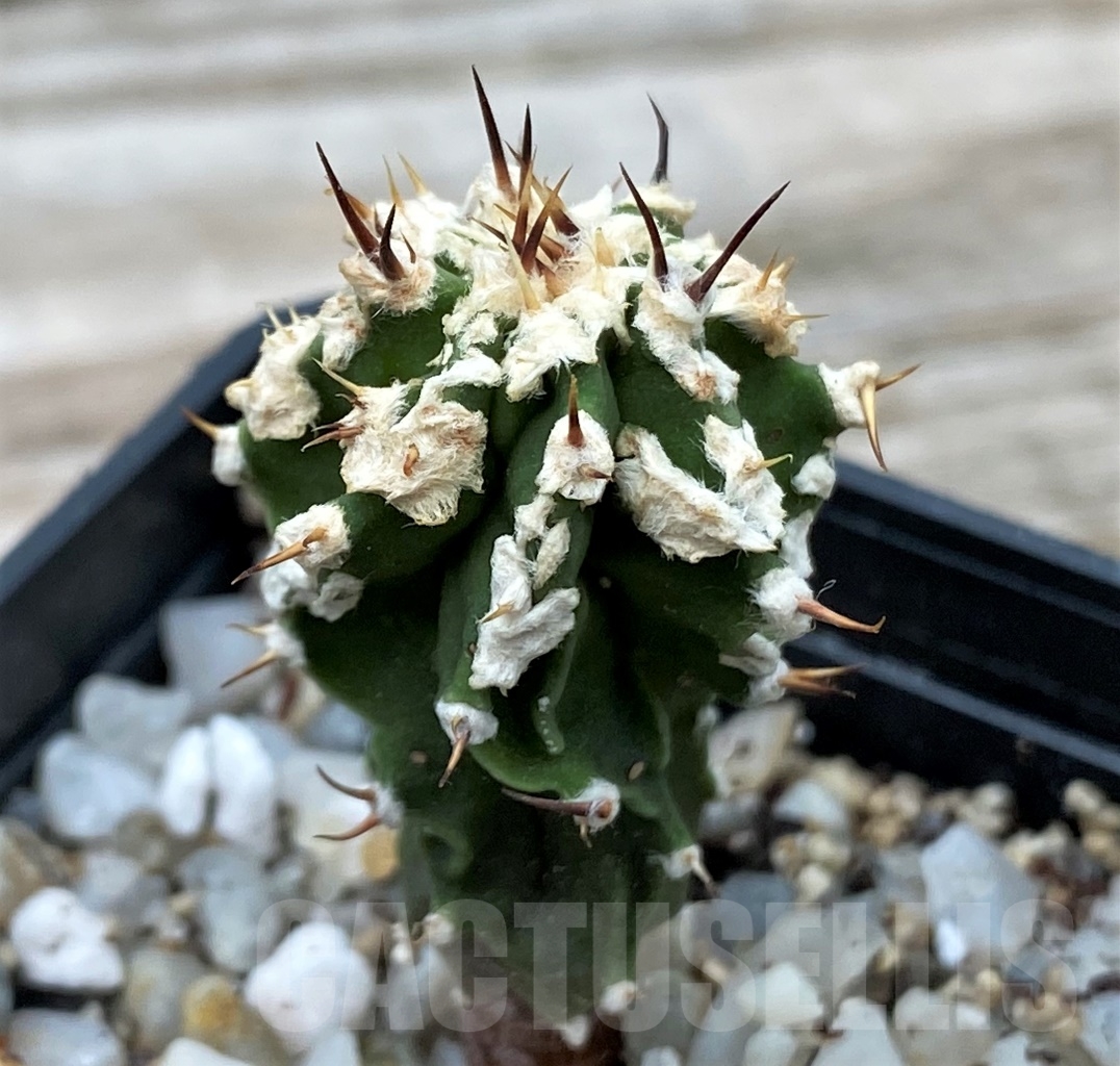 SHPR13040 Astrophytum ornatum 'Dinosaur' - immagine 2