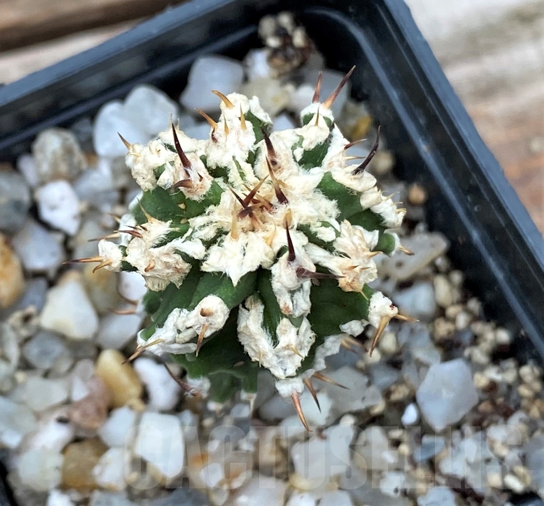 SHPR13040 Astrophytum ornatum 'Dinosaur'