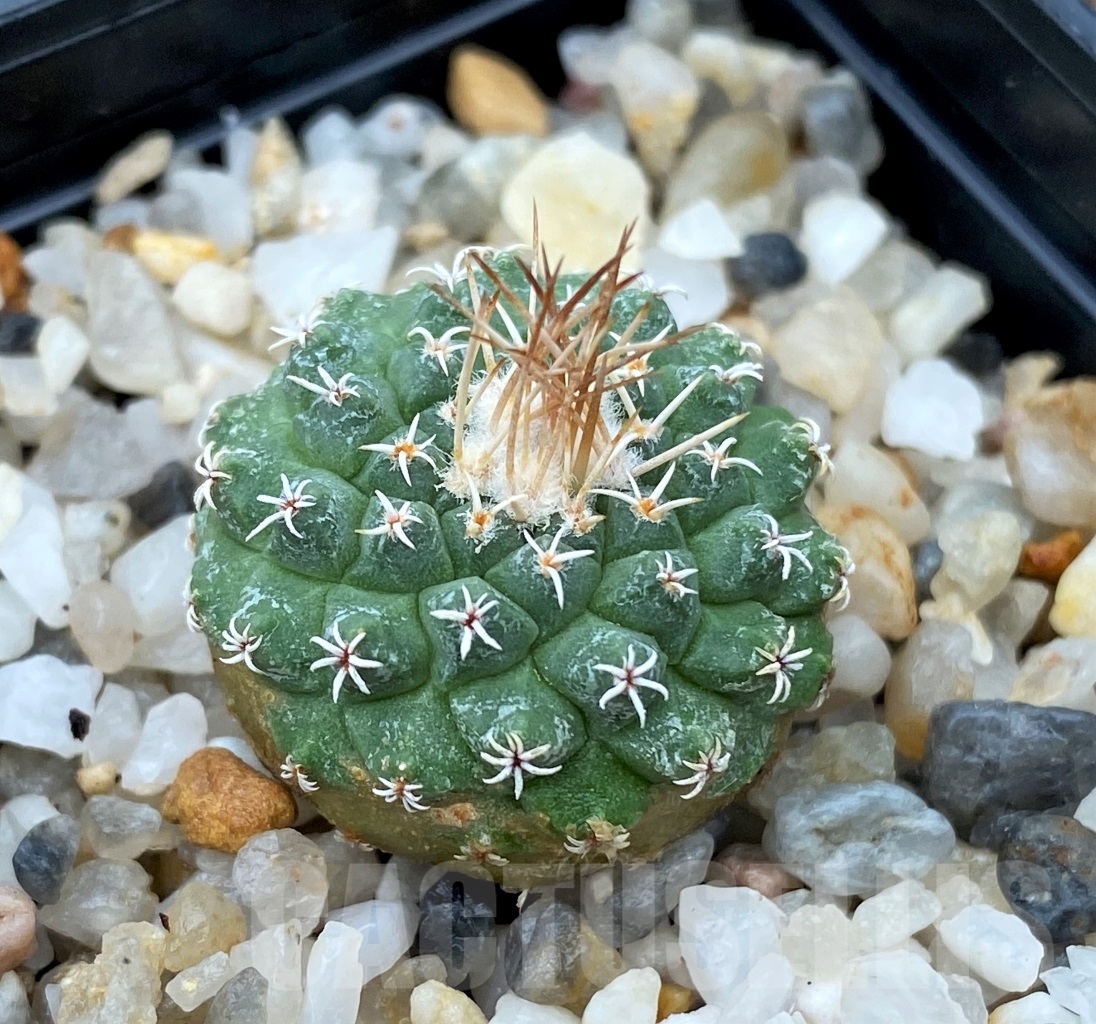 SHPR13041 Strombocactus disciformis