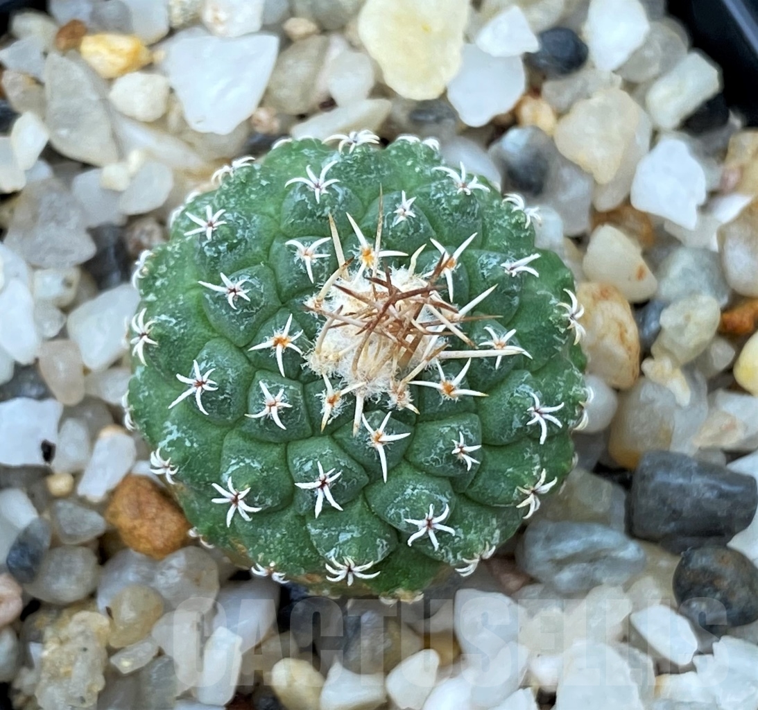 SHPR13041 Strombocactus disciformis - immagine 2