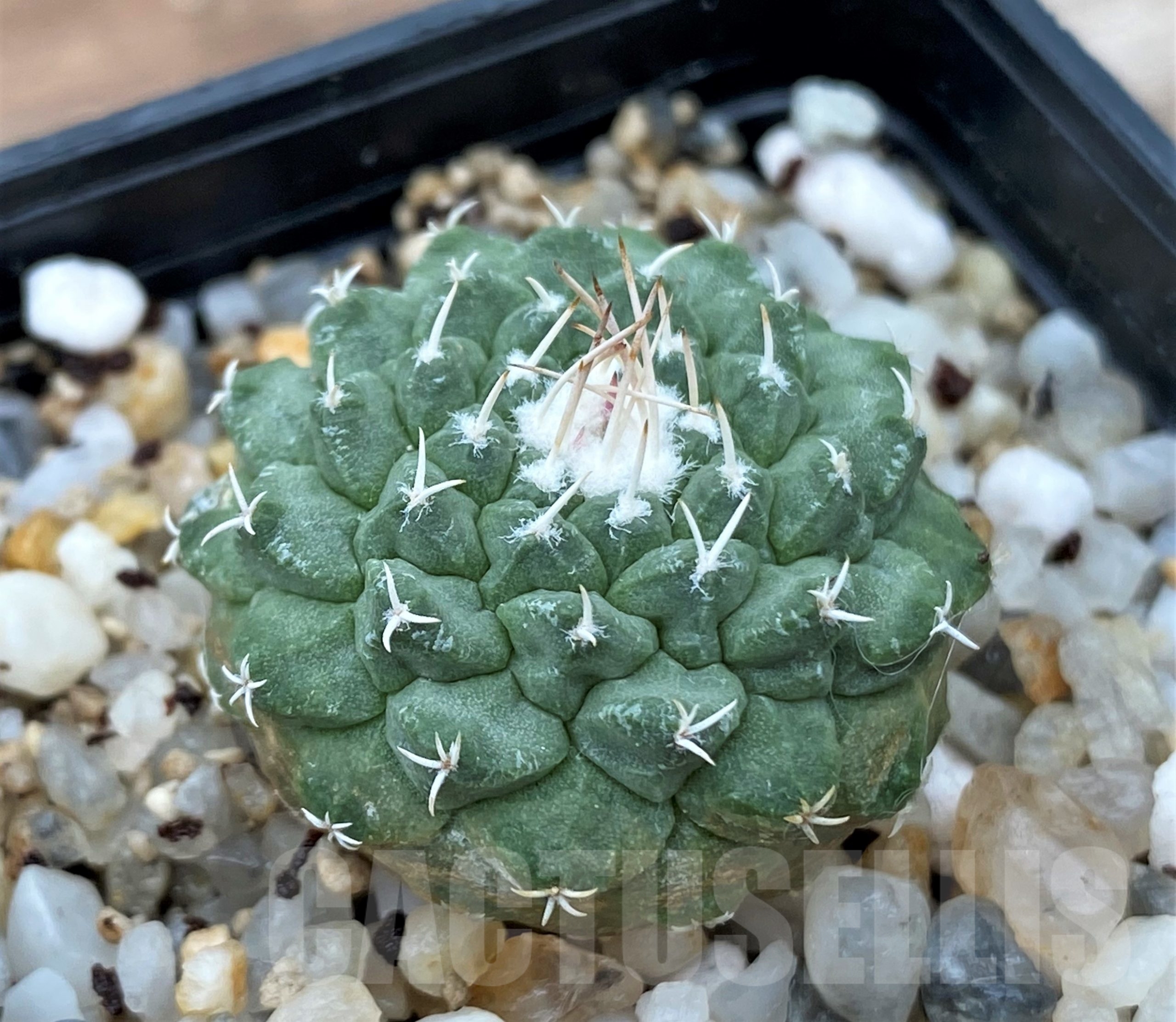 SHPR13042 Strombocactus disciformis