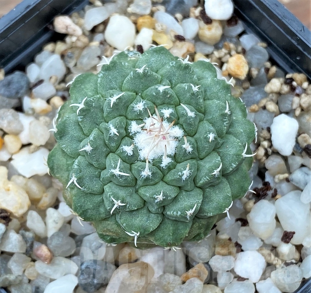 SHPR13042 Strombocactus disciformis – Bild 2
