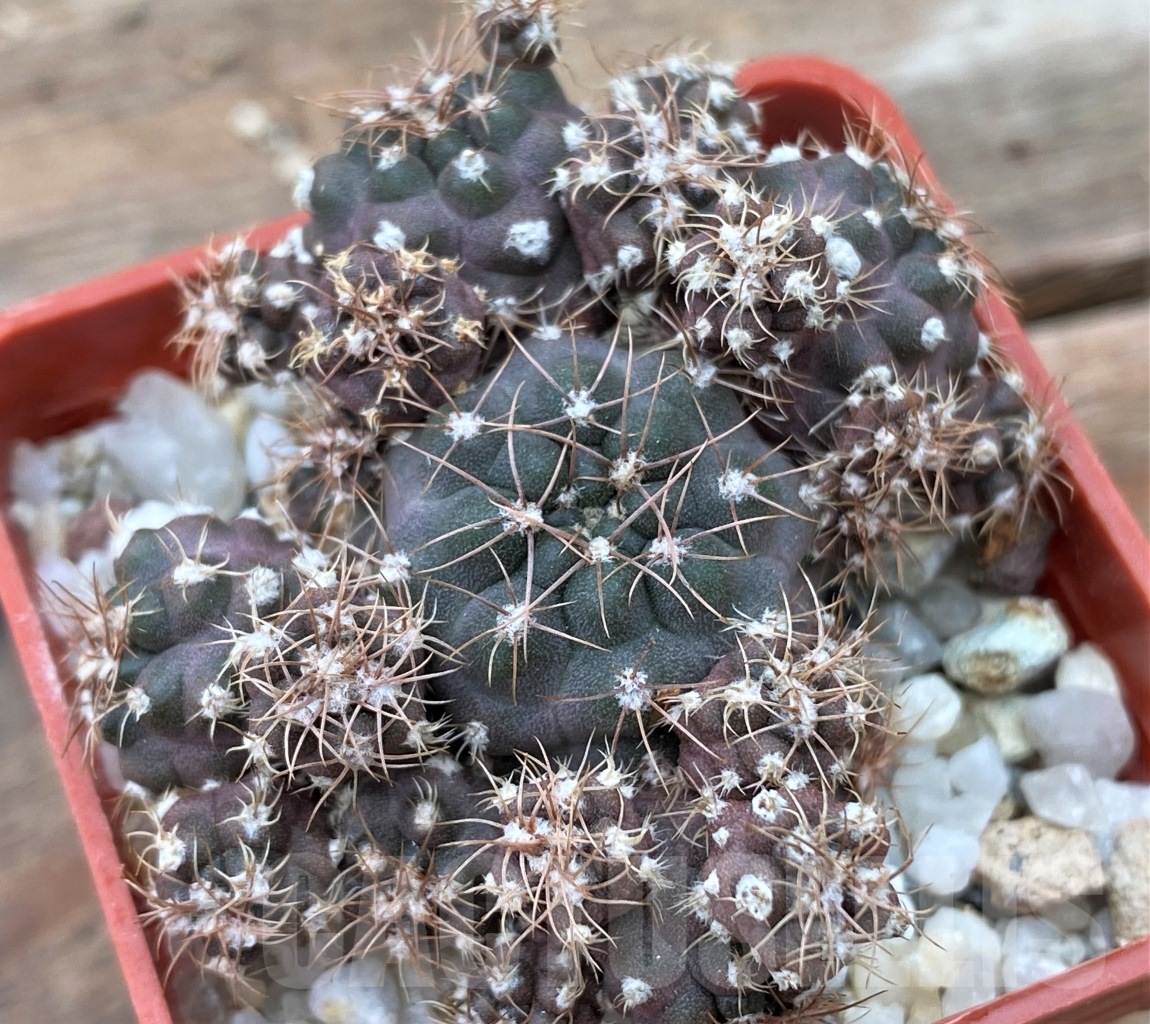 SHPR13044 Gymnocalycium carolinense