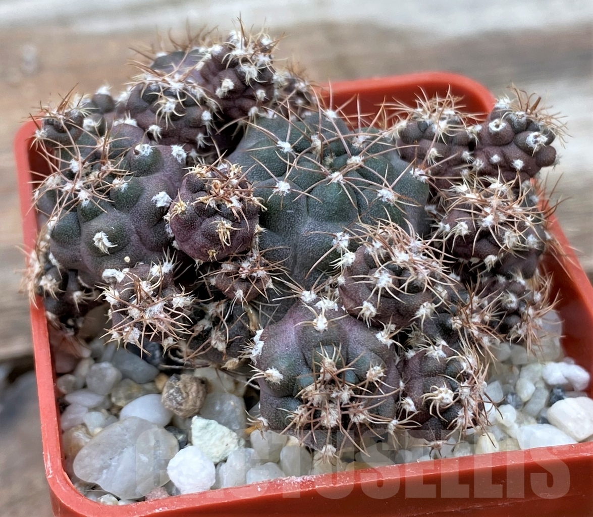 SHPR13044 Gymnocalycium carolinense - Imagen 2