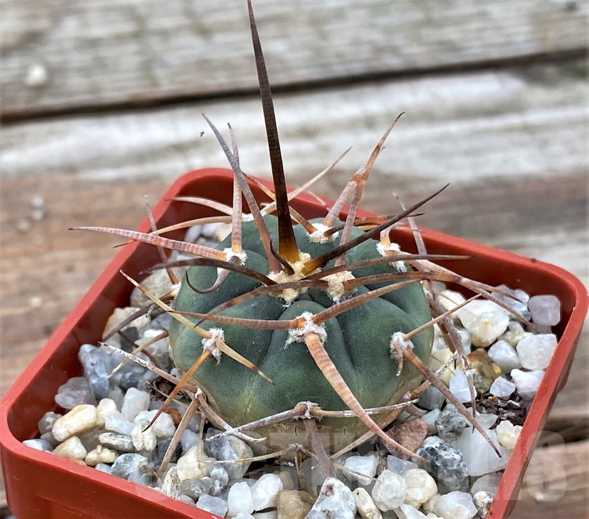 SHPR13045 Gymnocalycium cardenasianum VOS 074
