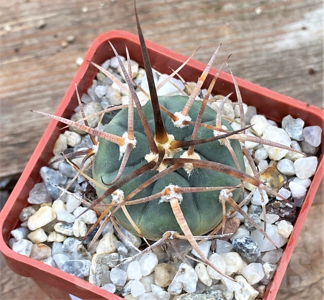 SHPR13045 Gymnocalycium cardenasianum VOS 074 - Obrázek 2