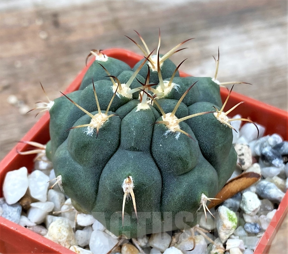 SHPR13046 Gymnocalycium lagunillasense KK 850