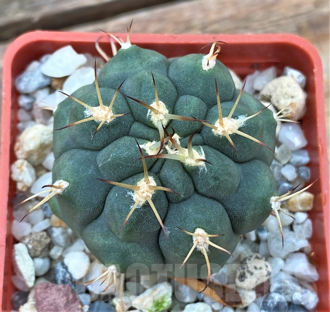 SHPR13046 Gymnocalycium lagunillasense KK 850 - Image 2